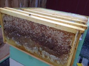 Most of the frames in the upper super had capped honey left over from last winter. It also has a lot of what looks like new honey.