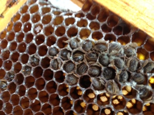 This frame had bees that looked like they starved and some mold on the comb.