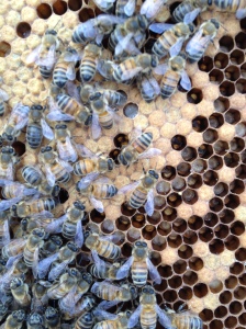 In the bottom super was the queen, capped brood and larvae.