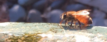 Water bee